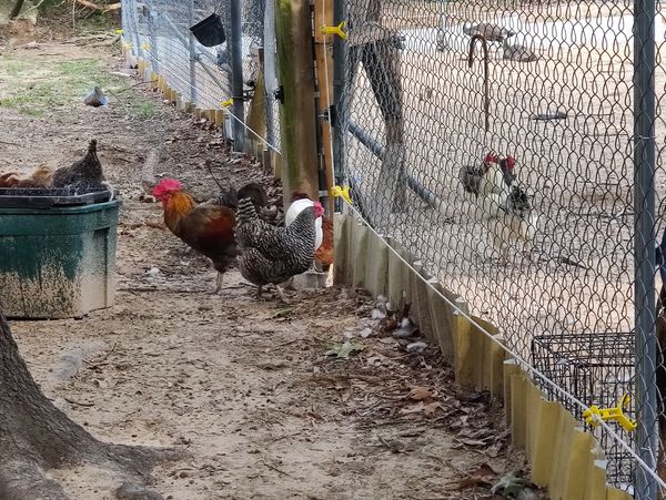Farm animals at Peacock Pines