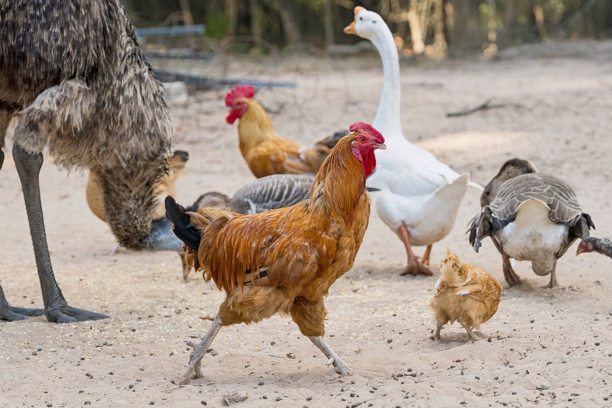 Chickens, ducks, and geese roaming at Peacock Pines