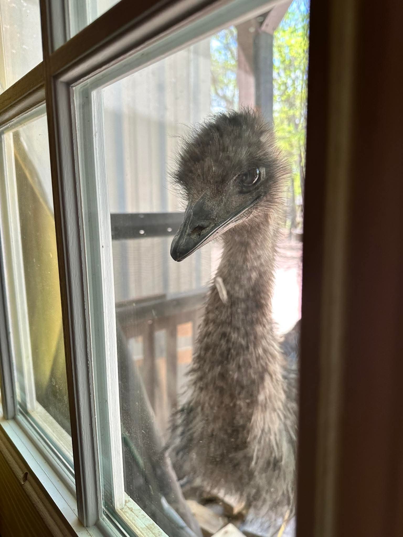 Emu-Mu the emu at Peacock Pines