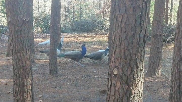 Farm animals at Peacock Pines