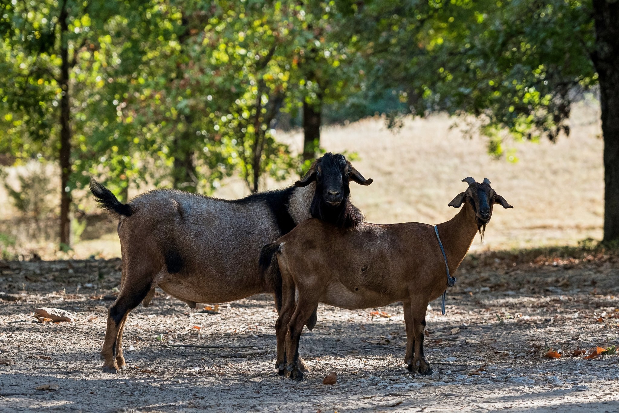 Goats roaming the grounds at Peacock Pines