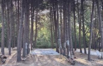 The Hollow RV site at Peacock Pines